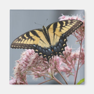 Tiger Frack Butterfly auf rosa Blume Magnet