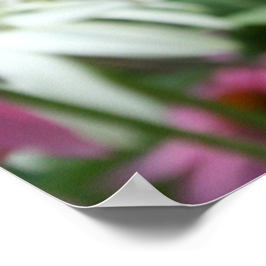 Tiger Frack Butterfly Coneflower Poster (Ecke)