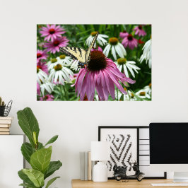 Tiger Frack Butterfly Coneflower Poster