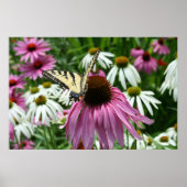 Tiger Frack Butterfly Coneflower Poster (Vorne)