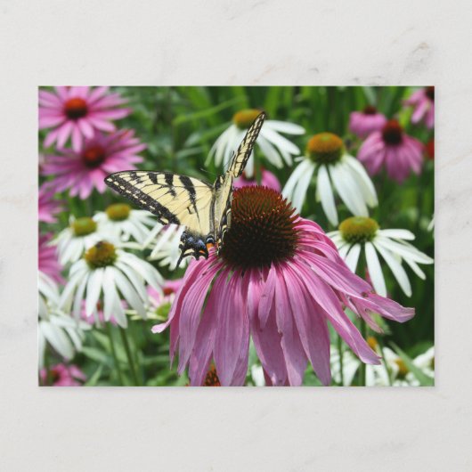 Tiger Frack Butterfly Conflower Postcard Postkarte (Vorderseite)