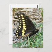 Tiger Frack Butterfly Foto Postkarte (Vorne/Hinten)