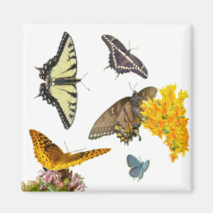 Tiger Frack Butterfly Magnet