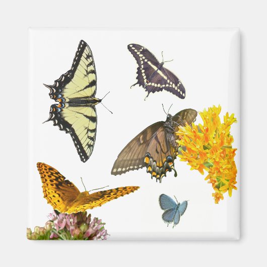 Tiger Frack Butterfly Magnet (Vorne)