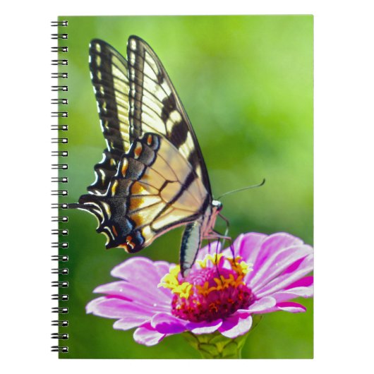 Tiger Frack Butterfly Notizblock (Vorderseite)