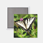 Tiger Frack Butterfly. Papilio glacus. Magnet (Vorderseite/Rückseite)