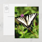 Tiger Frack Butterfly. Papilio glacus. Postkarte (Vorne/Hinten)