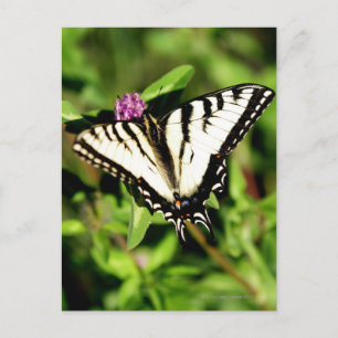 Tiger Frack Butterfly. Papilio glacus. Postkarte