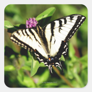 Tiger Frack Butterfly. Papilio glacus. Quadratischer Aufkleber