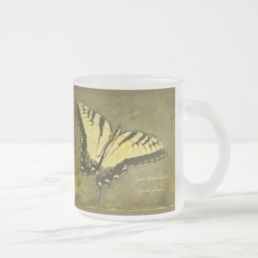 Tiger Frack Butterfly - Papilio glaucus Mattglastasse (Rechts)