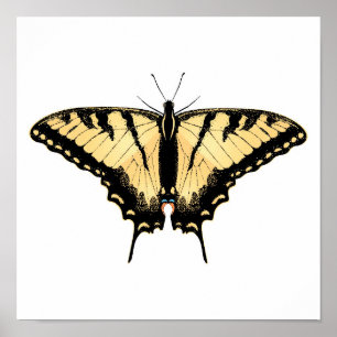 Tiger Frack Butterfly Poster