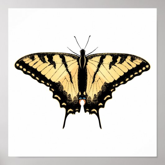 Tiger Frack Butterfly Poster (Vorne)