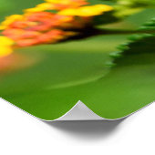 Tiger Frack Butterfly Poster (Ecke)