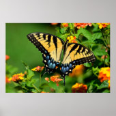 Tiger Frack Butterfly Poster (Vorne)