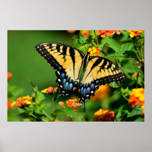 Tiger Frack Butterfly Poster