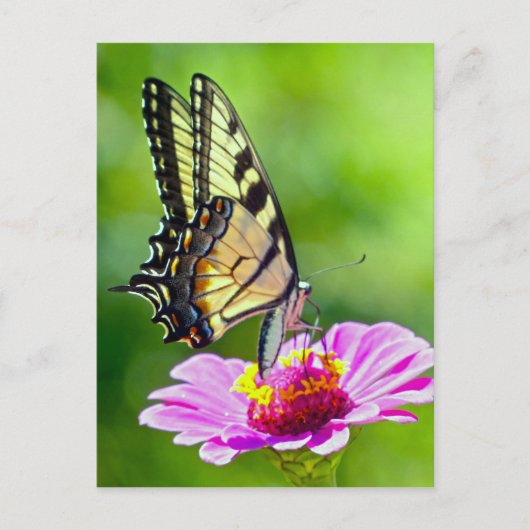 Tiger Frack Butterfly Postkarte (Vorderseite)