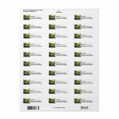 Tiger Frack neben Cleome (Vorne)