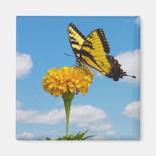 Tiger-Frack-Schmetterling auf einer Blume Magnet