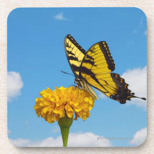 Tiger-Frack-Schmetterling auf einer Blume Untersetzer