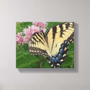 Tiger-Frack-Schmetterling Leinwanddruck