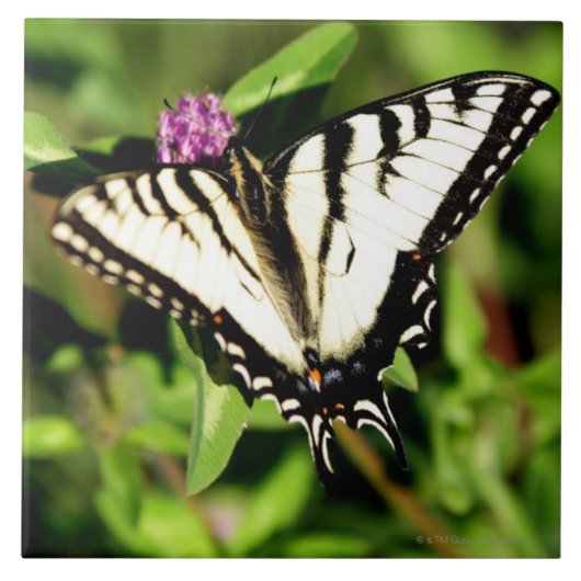 Tiger-Frack-Schmetterling. Papilio glacus. Fliese (Vorderseite)