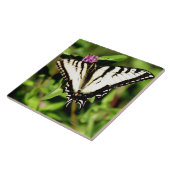 Tiger-Frack-Schmetterling. Papilio glacus. Fliese (Seite)