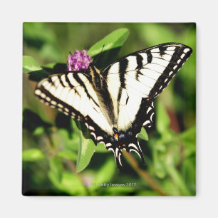Tiger-Frack-Schmetterling. Papilio glacus. Magnet