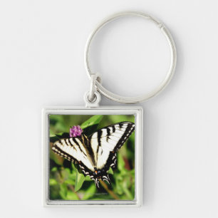 Tiger-Frack-Schmetterling. Papilio glacus. Schlüsselanhänger