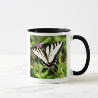 Tiger-Frack-Schmetterling. Papilio glacus.