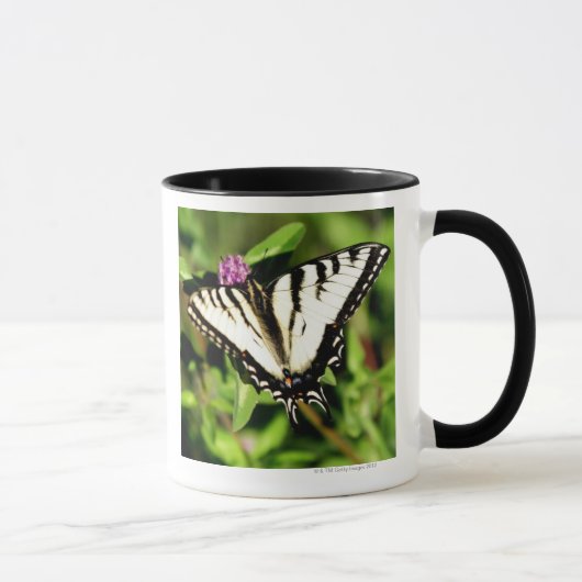 Tiger-Frack-Schmetterling. Papilio glacus. Tasse (Rechts)