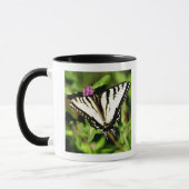 Tiger-Frack-Schmetterling. Papilio glacus. Tasse (Links)