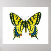 Tiger-Frack-Schmetterling Poster (Vorne)