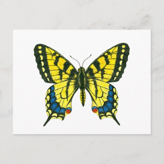 Tiger-Frack-Schmetterling Postkarte (Vorderseite)