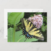 Tiger-Frack-Schmetterling Postkarte (Vorne/Hinten)