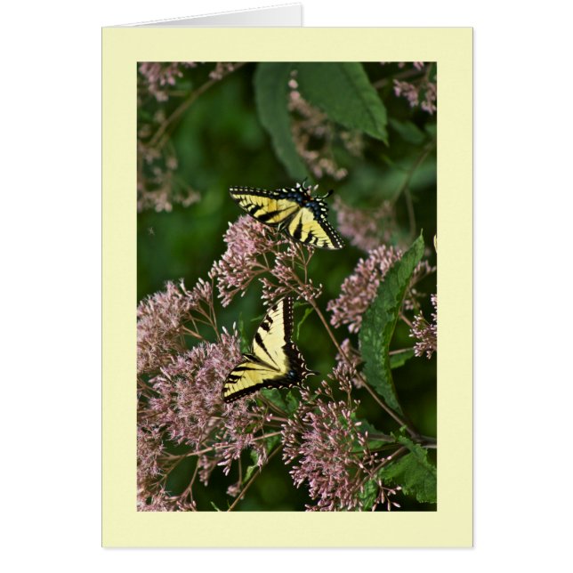 Tiger-Frack-Schmetterlinge auf Joe Pye Weed (Vorne)
