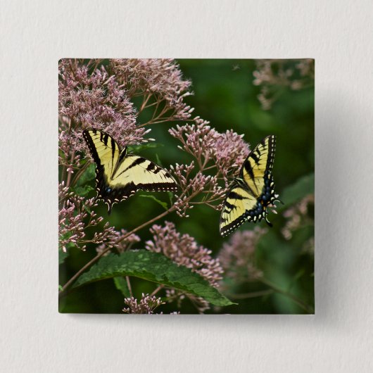 Tiger-Frack-Schmetterlinge auf Joe Pye Weed Button (Vorderseite)