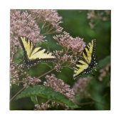 Tiger-Frack-Schmetterlinge auf Joe Pye Weed Fliese (Vorderseite)