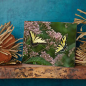 Tiger-Frack-Schmetterlinge auf Joe Pye Weed Fotoplatte (Seite)