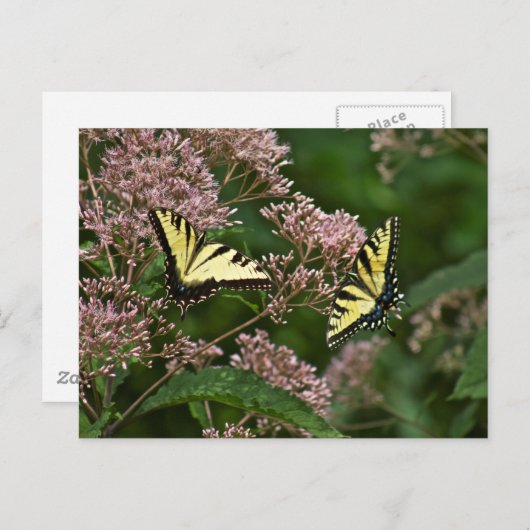 Tiger-Frack-Schmetterlinge auf Joe Pye Weed Postkarte (Vorne/Hinten)