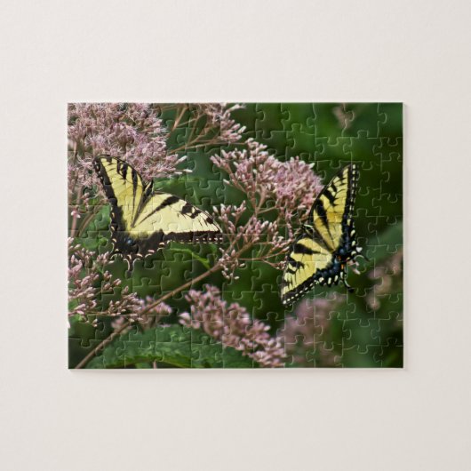 Tiger-Frack-Schmetterlinge auf Joe Pye Weed Puzzle (Horizontal)