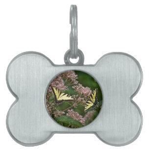 Tiger-Frack-Schmetterlinge auf Joe Pye Weed Tiermarke