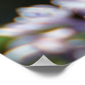 Tiger-Frack-Schmetterlings-Plakat Poster (Ecke)