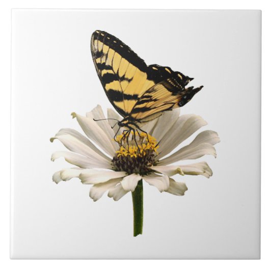 Tiger-Frack über Weißes Zinnia Fliese (Vorderseite)