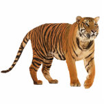 Tiger Freistehende Fotoskulptur<br><div class="desc">schöner Tiger</div>