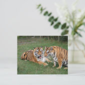 Tiger Friends-009 Postkarte (Stehend Vorderseite)