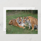 Tiger Friends-009 Postkarte (Vorne/Hinten)