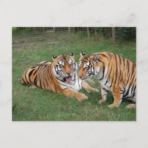 Tiger Friends-009 Postkarte