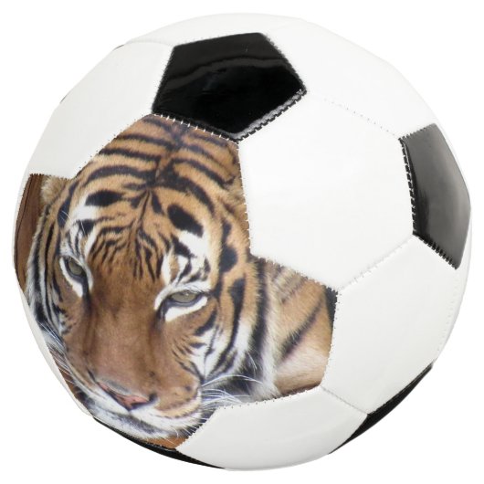 Tiger - Fußball (Dreiviertel)