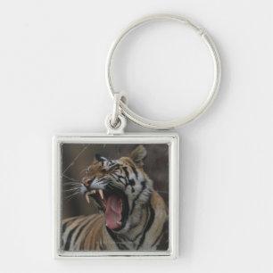 Tiger gähnendes CUB Schlüsselanhänger