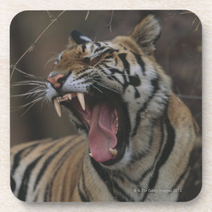 Tiger gähnendes CUB Untersetzer